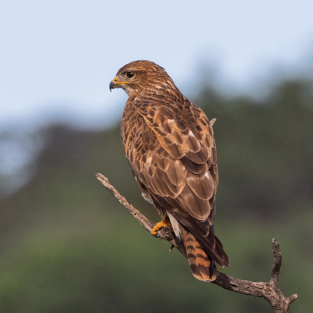 Common Buzzard - ML646252599