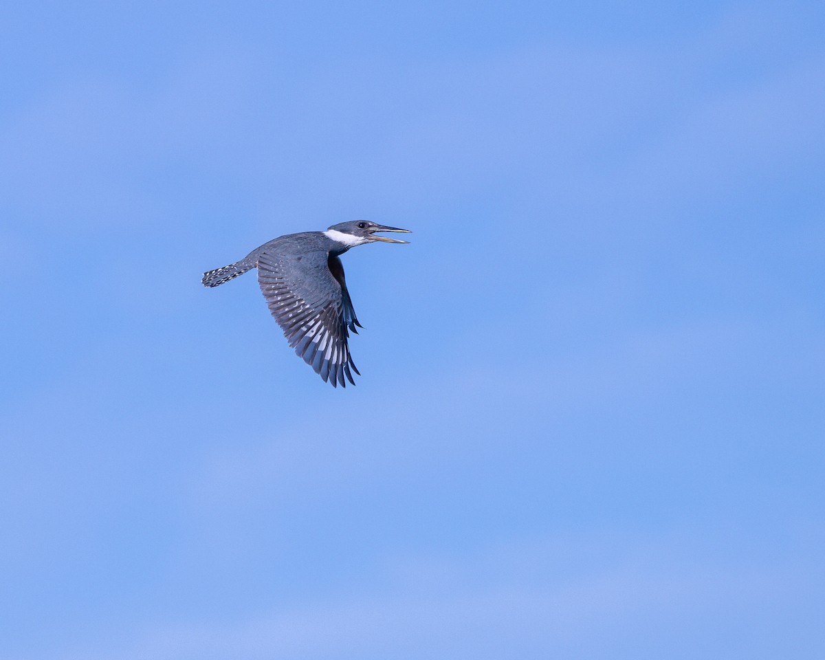 Ringed Kingfisher - ML646252605