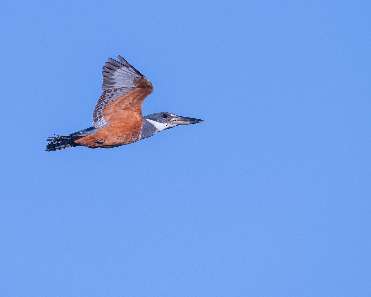 Ringed Kingfisher - ML646252607