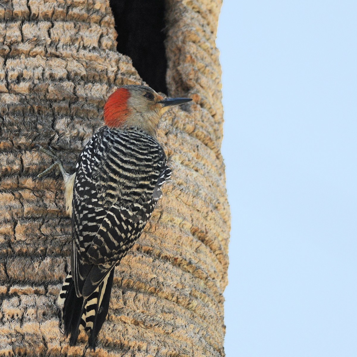 Red-bellied Woodpecker - ML646252617