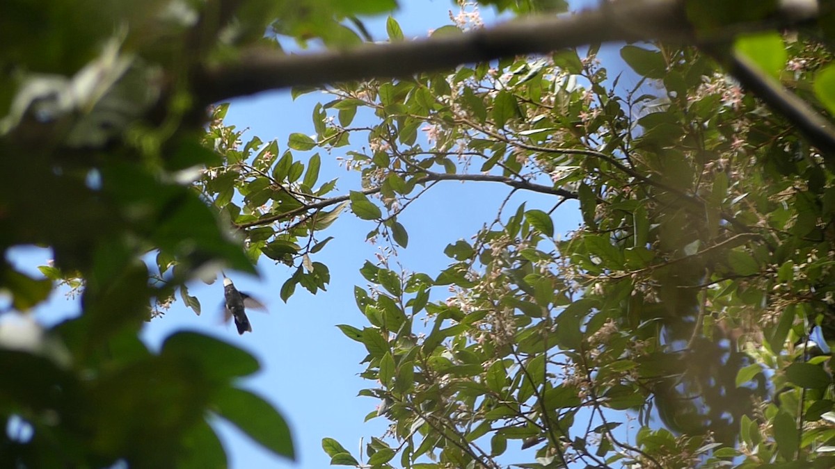 White-throated Mountain-gem - ML646252618