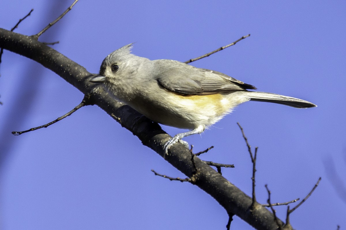 Grauhäubchenmeise - ML646252619