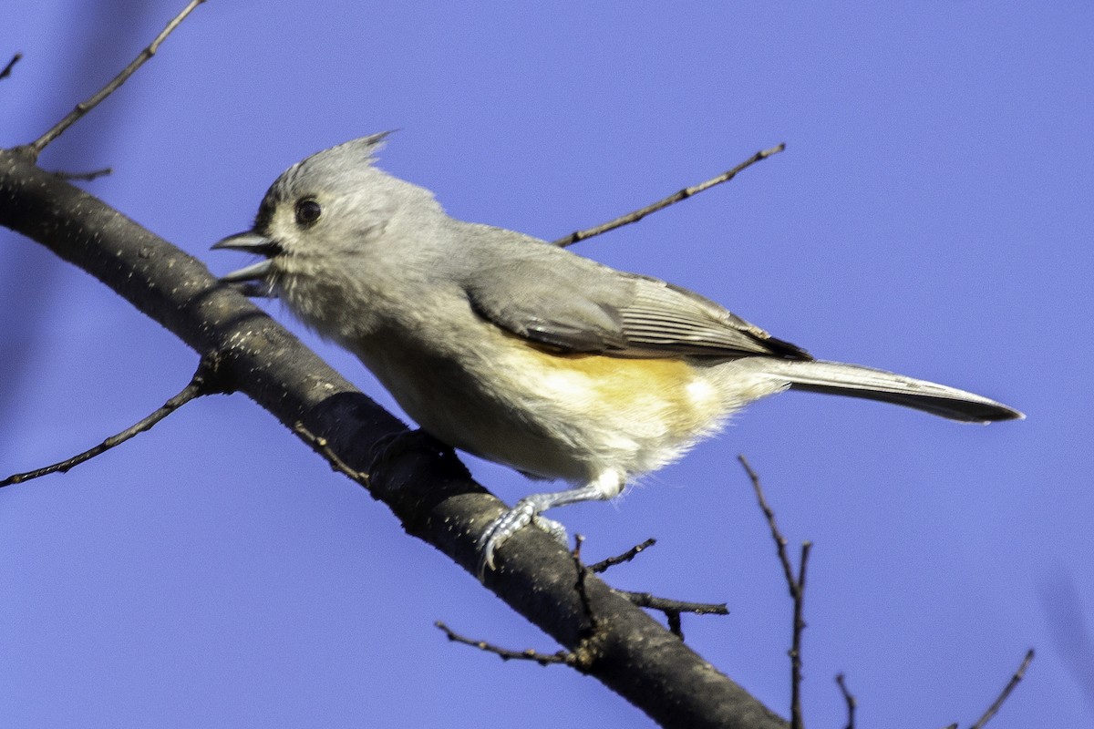 Grauhäubchenmeise - ML646252621