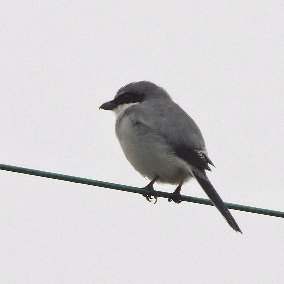 Loggerhead Shrike - ML646252622