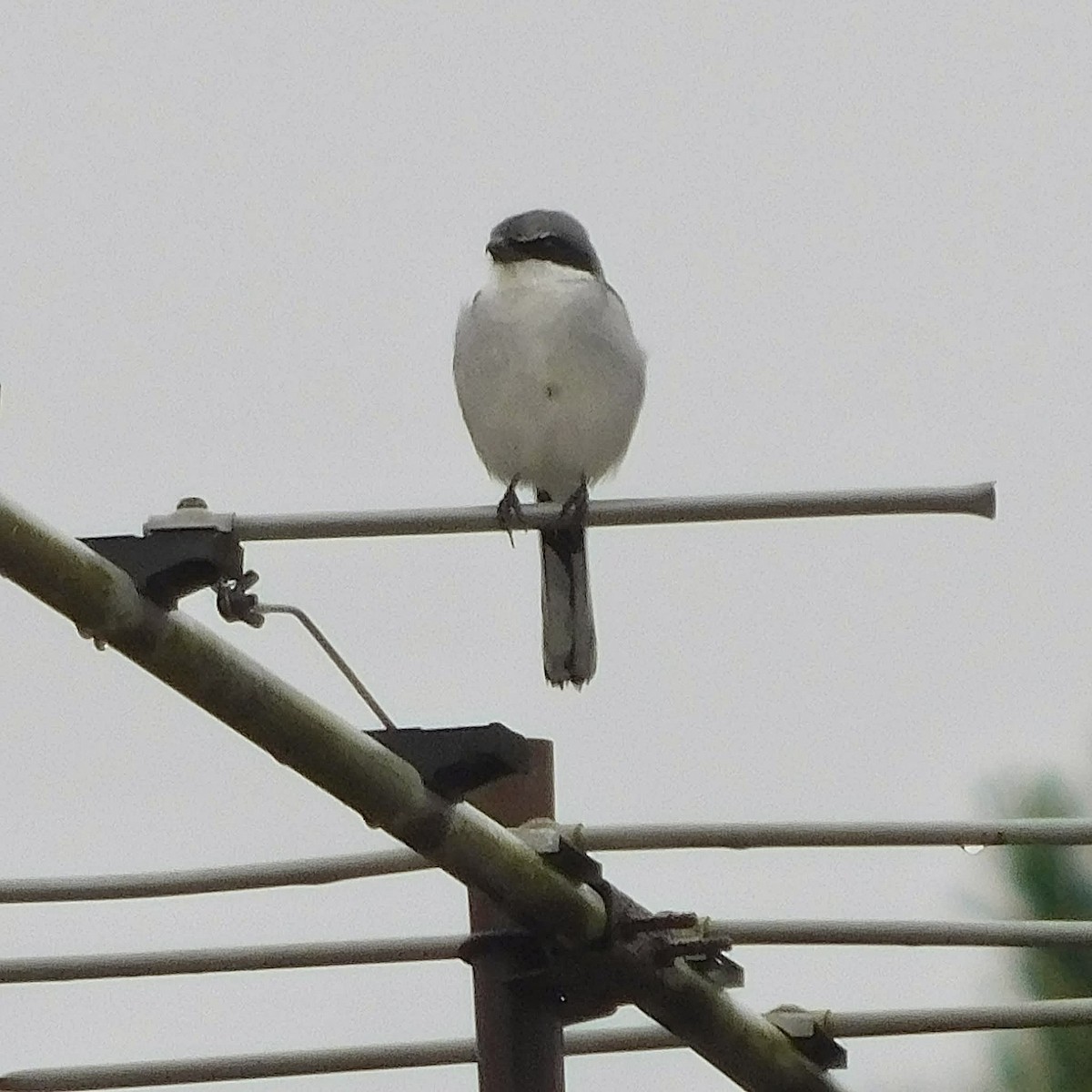 Loggerhead Shrike - ML646252623
