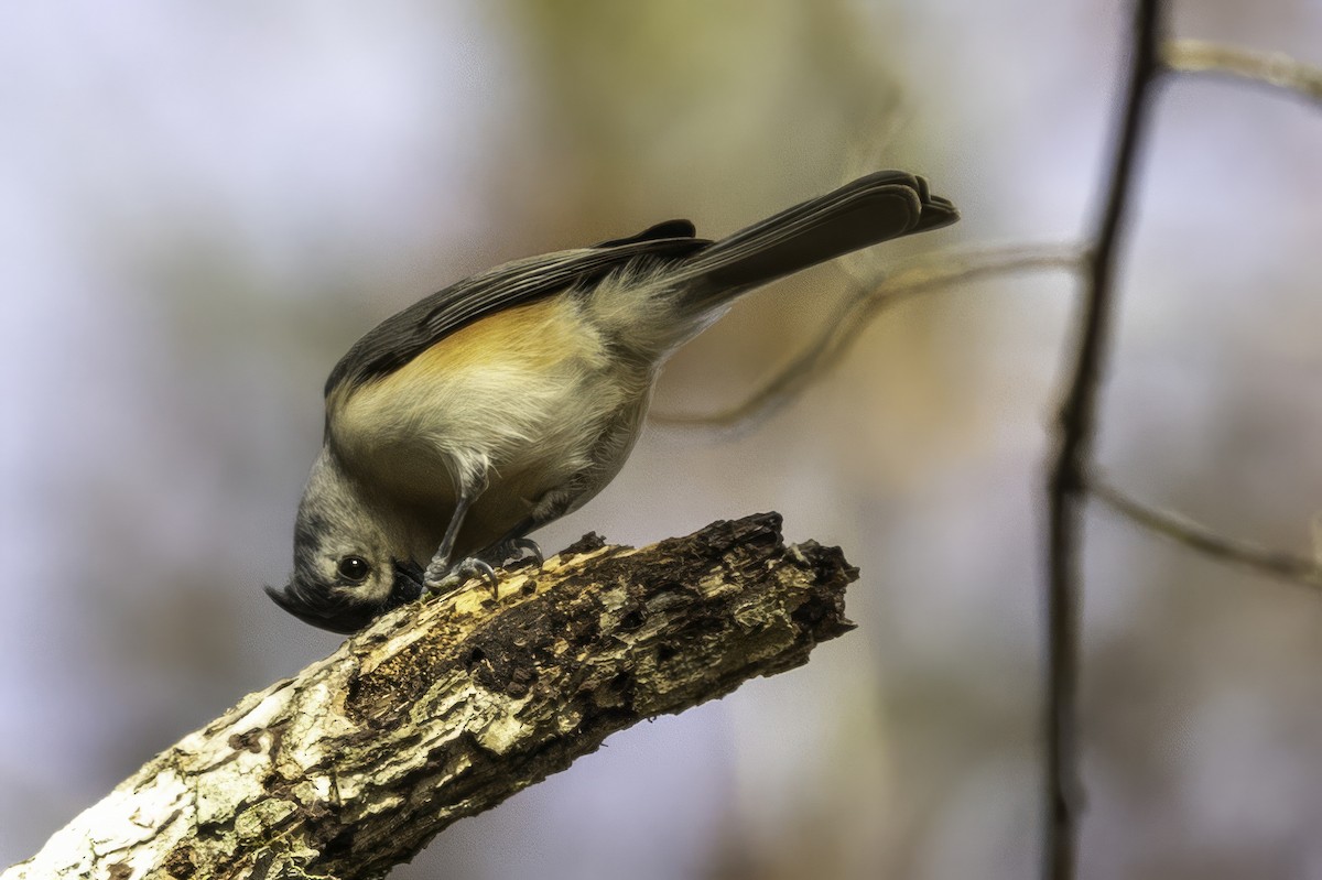 Grauhäubchenmeise - ML646252624