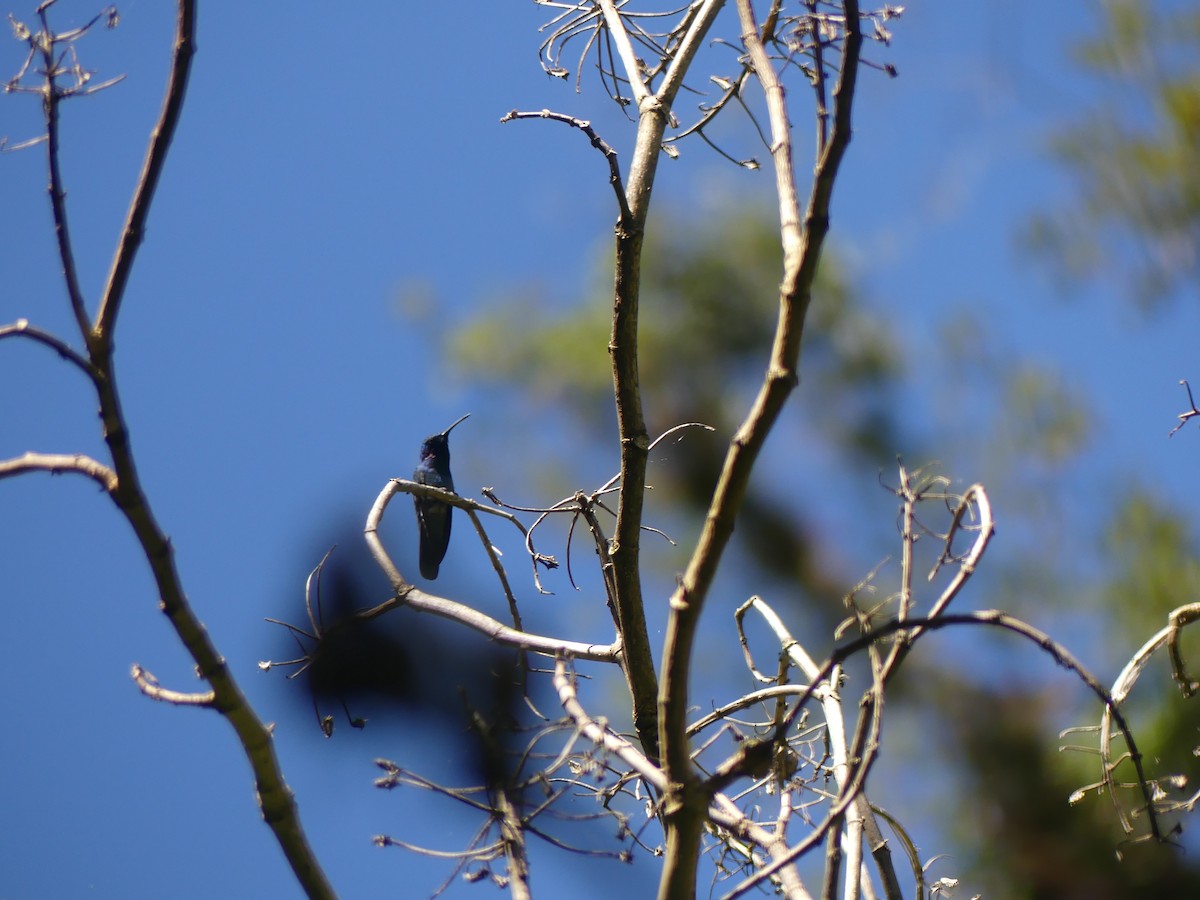 Lesser Violetear - ML646252626