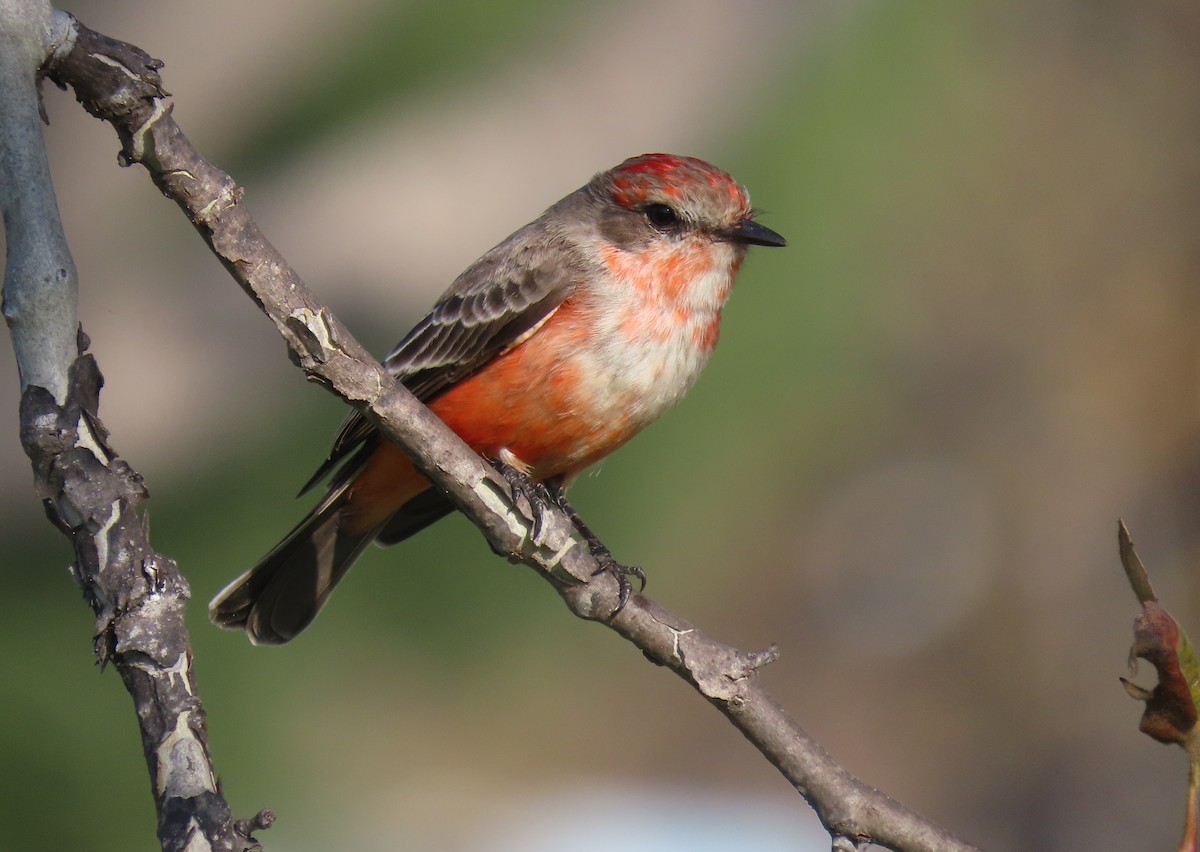 Vermilion Flycatcher - ML646252634