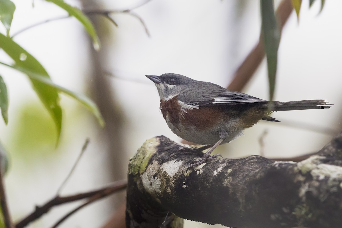 Bay-chested Warbling Finch - ML646252640