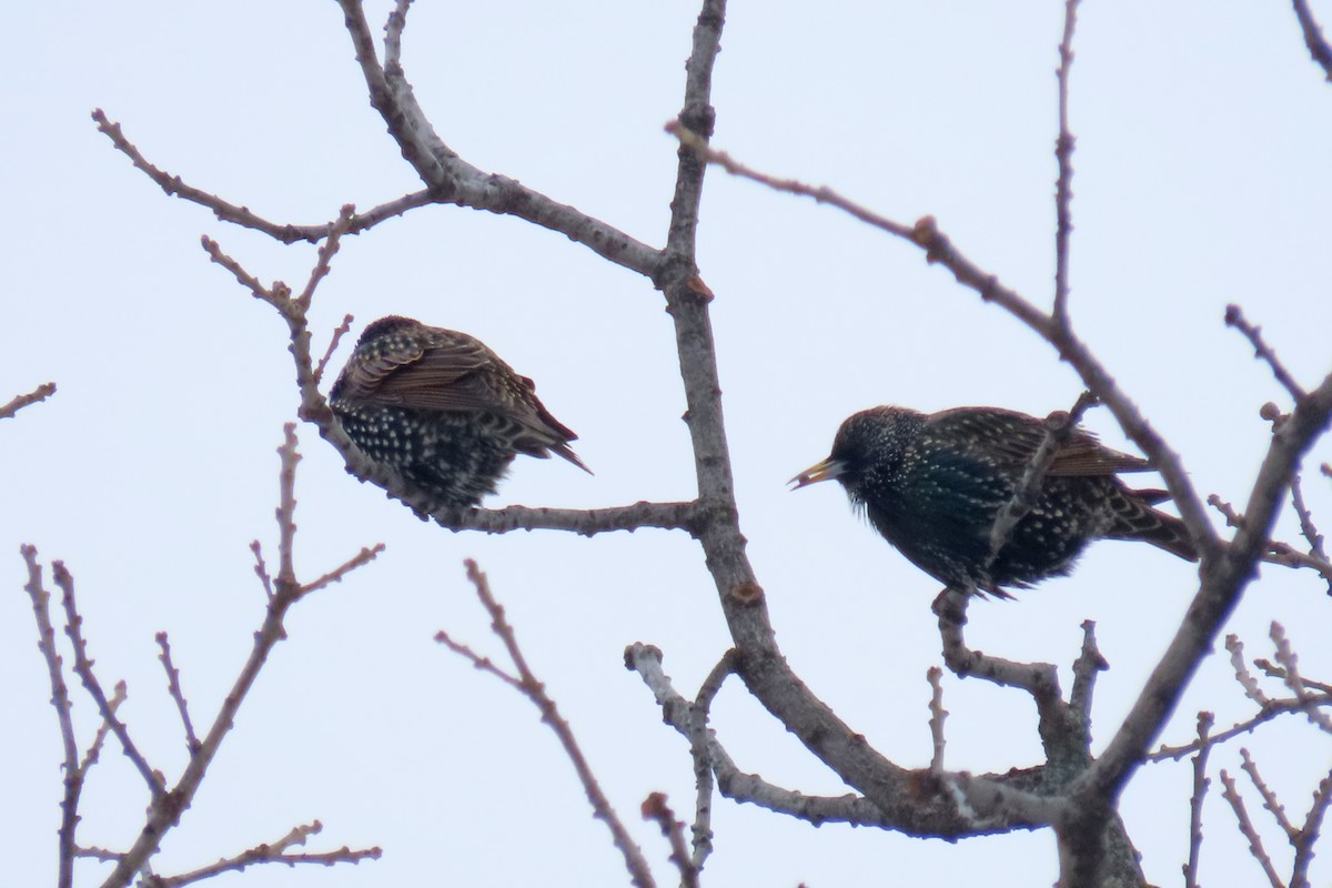 European Starling - ML646252642