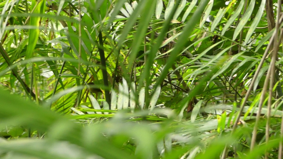 Platyrhynque à moustaches - ML646252643