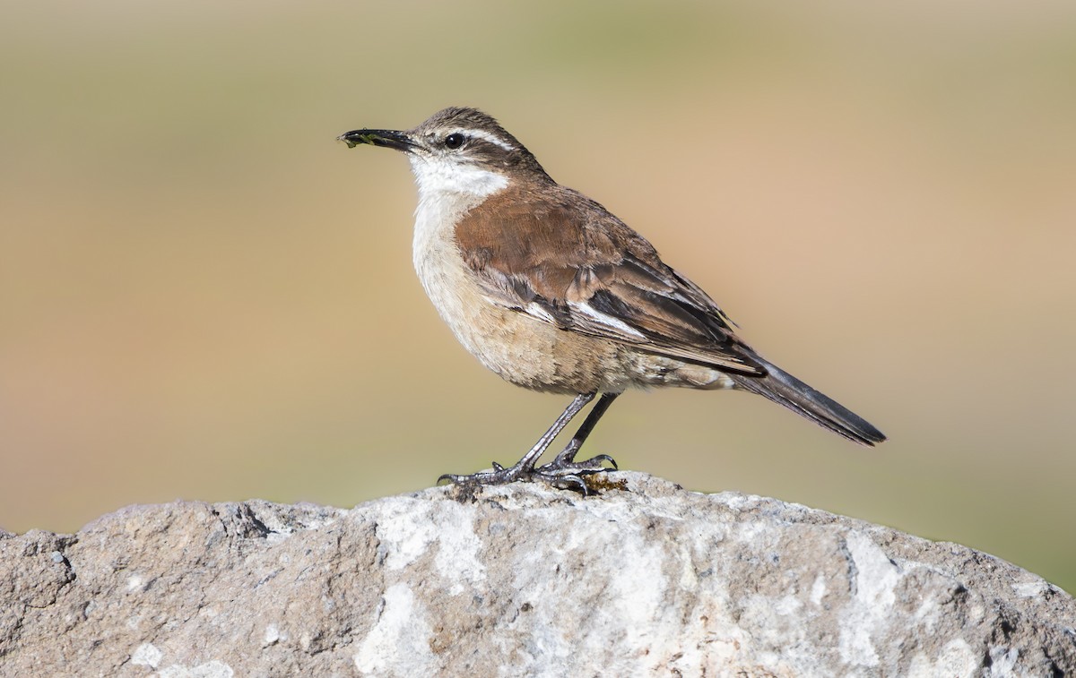 White-winged Cinclodes - ML646252644