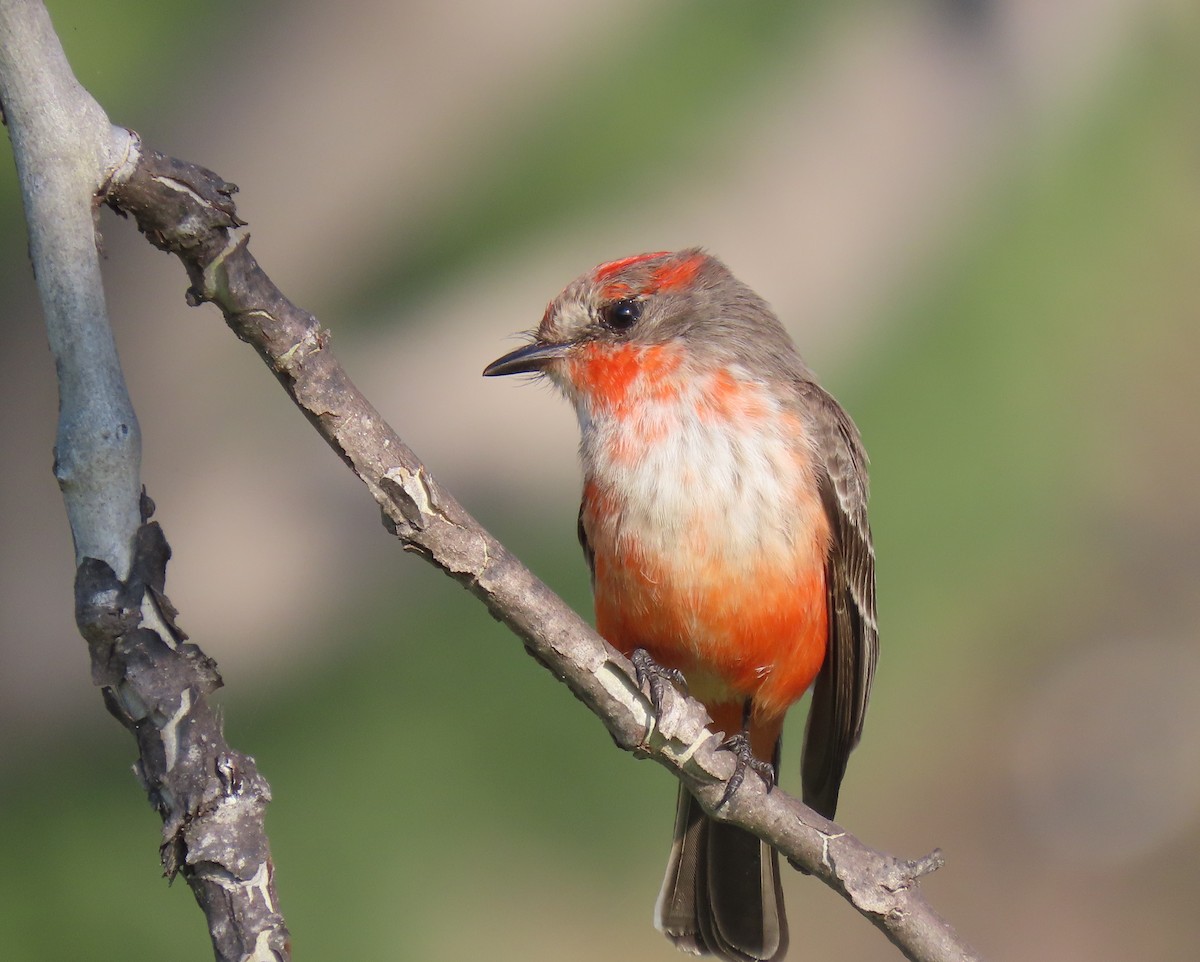 Vermilion Flycatcher - ML646252648