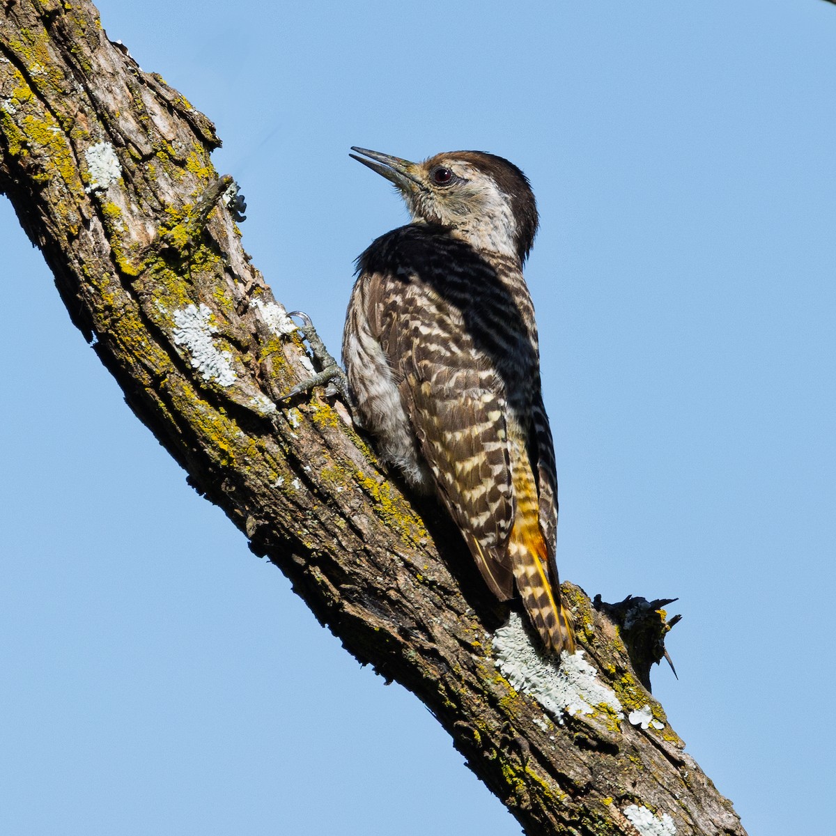 Cardinal Woodpecker - ML646252652
