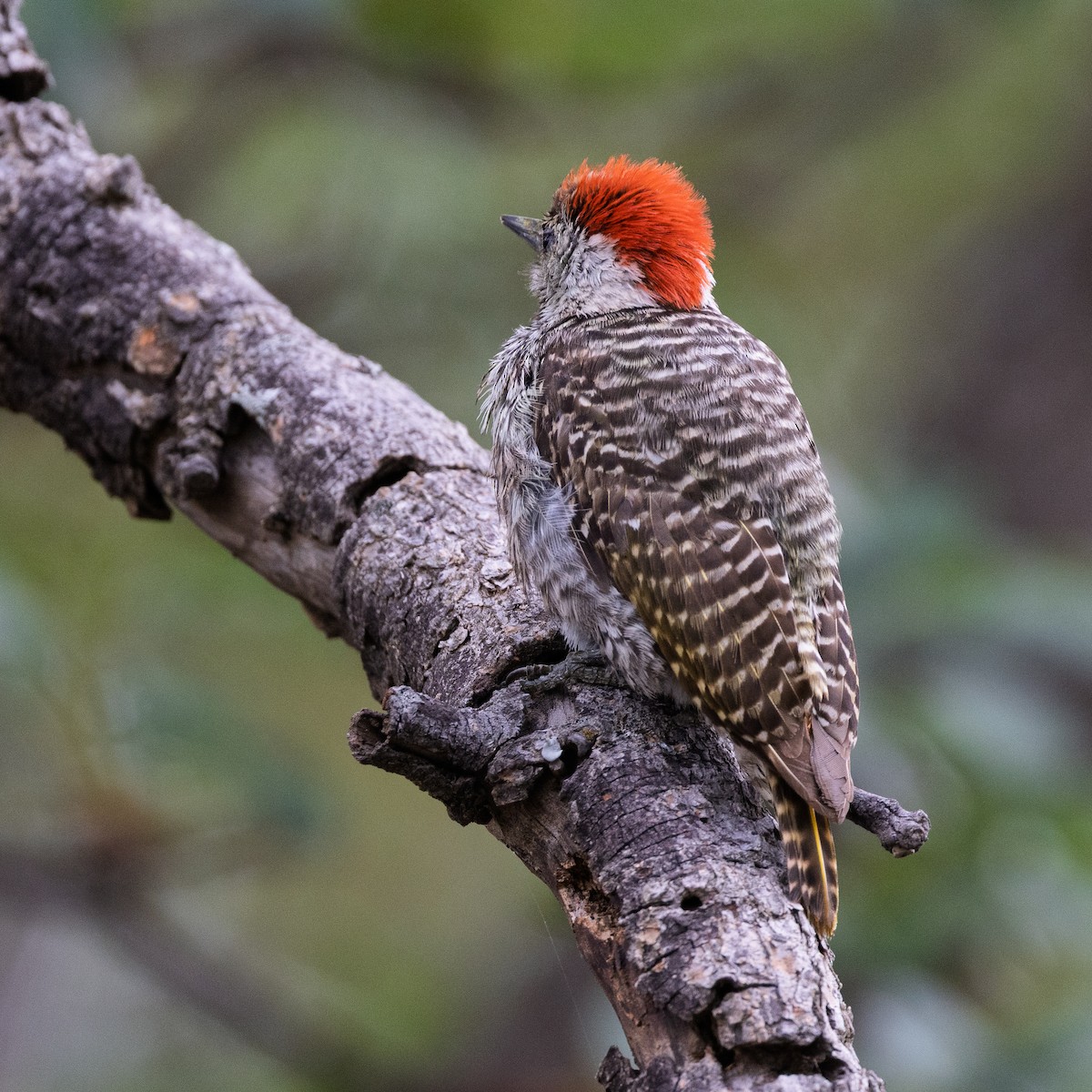 Cardinal Woodpecker - ML646252653