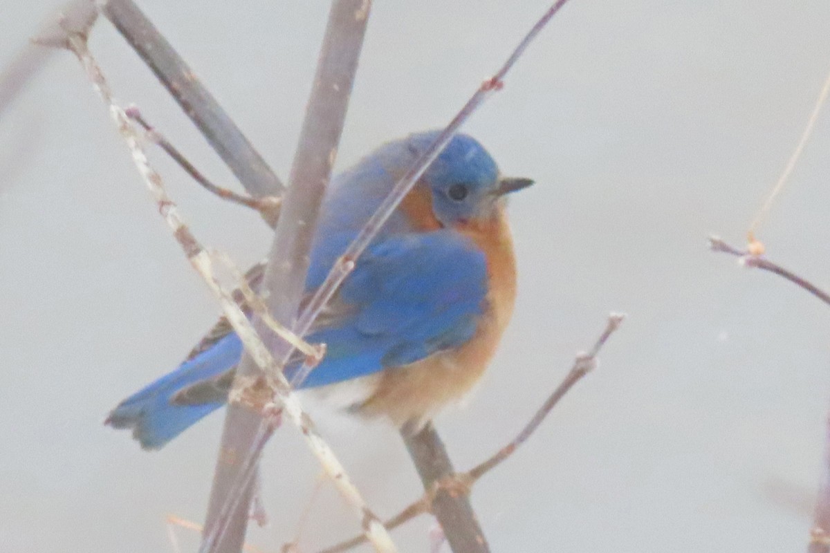 Eastern Bluebird - ML646252654
