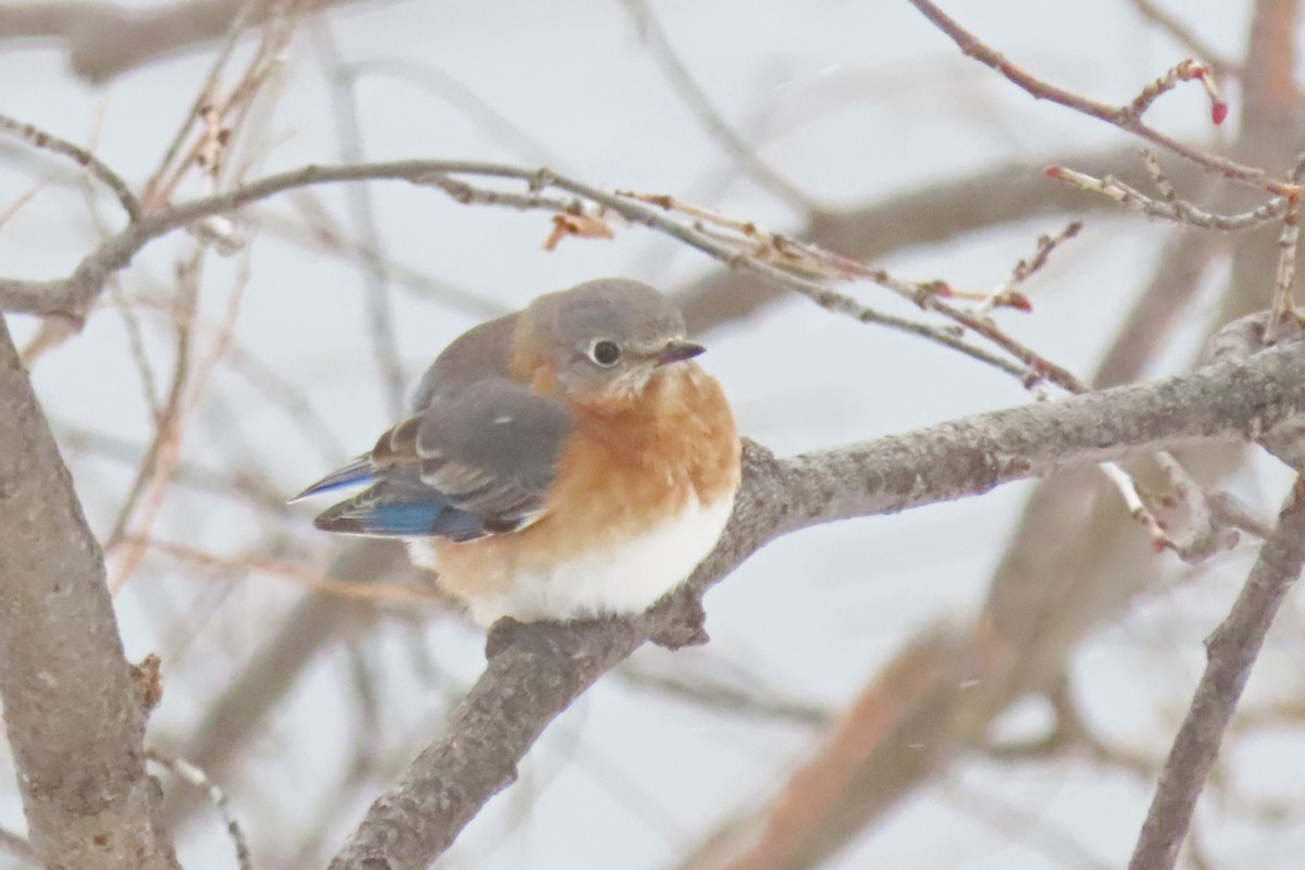 Eastern Bluebird - ML646252655