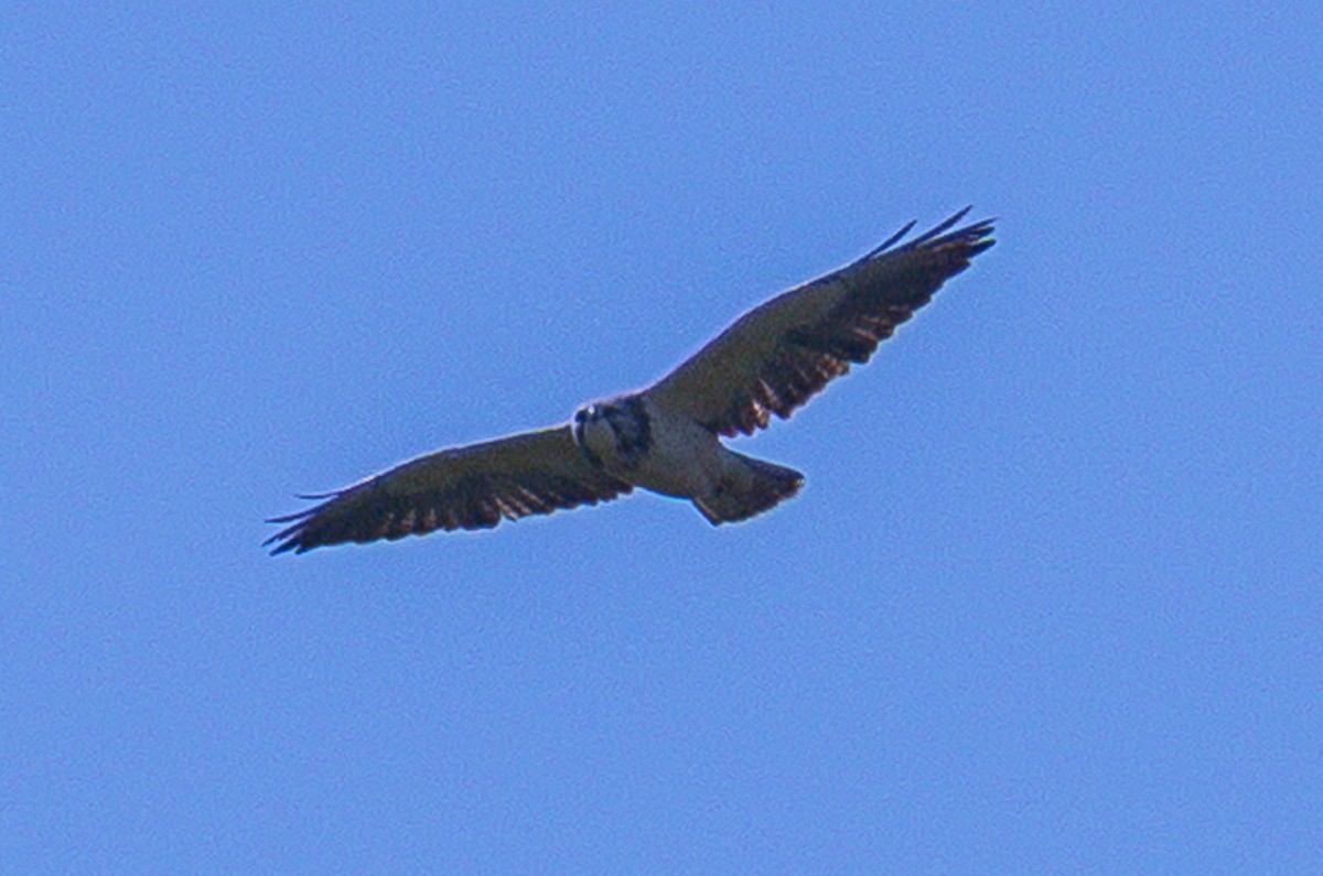 Swainson's Hawk - ML646252657