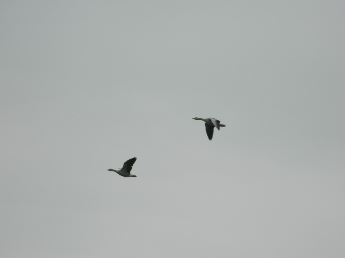 grågås - ML646252659