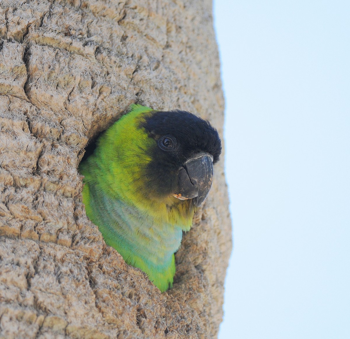 Nanday Parakeet - ML646252669
