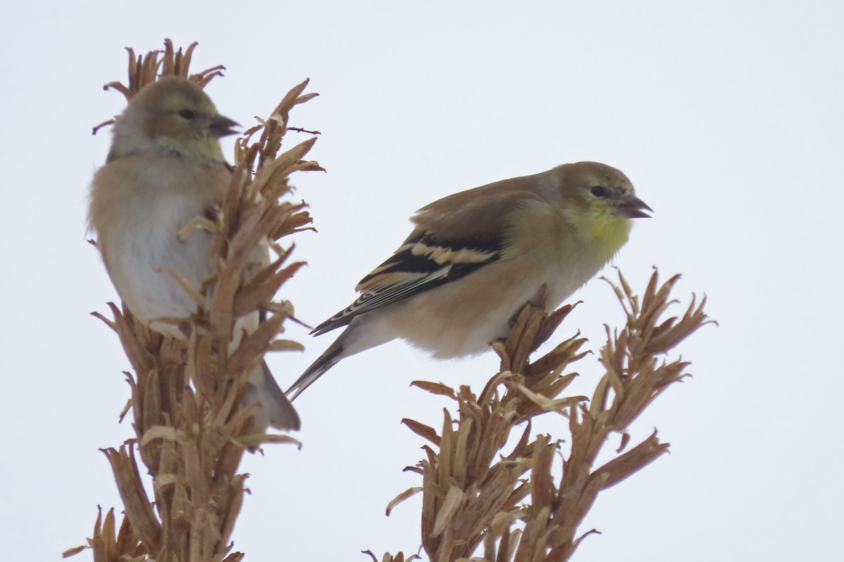 American Goldfinch - ML646252681