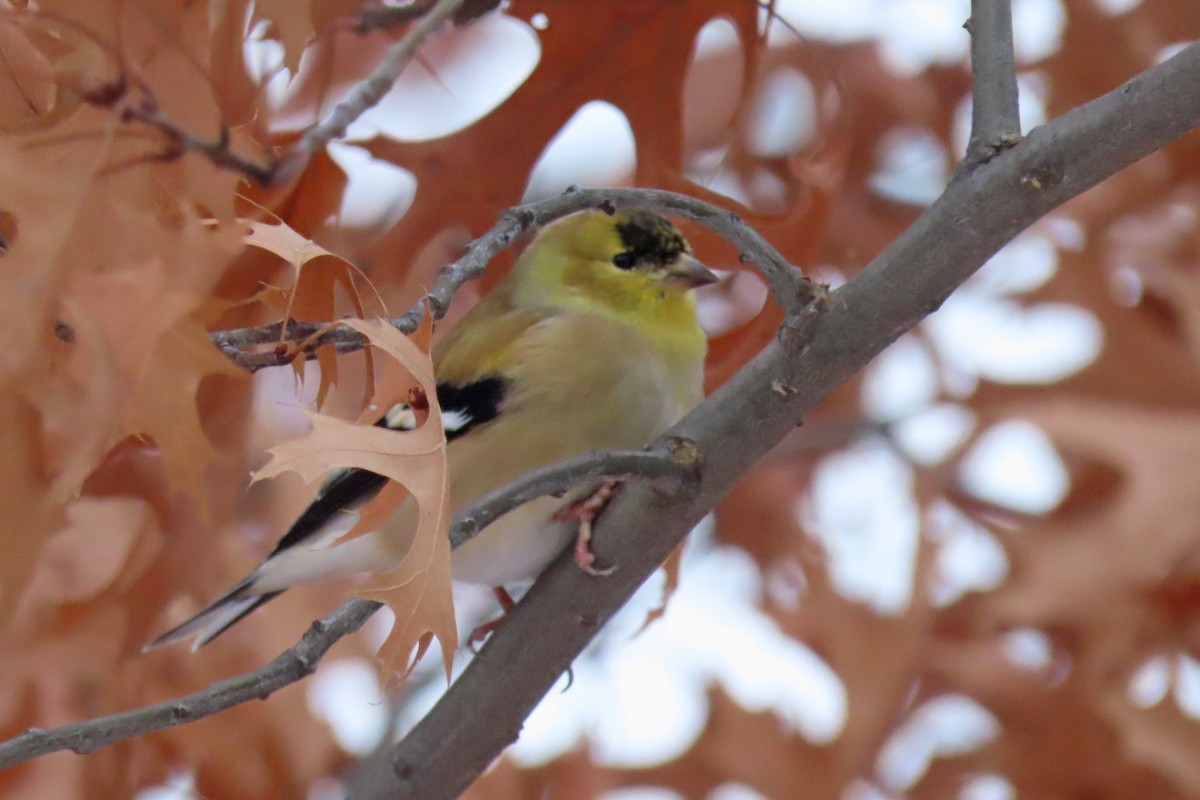 American Goldfinch - ML646252682