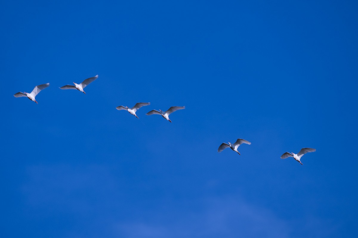 Western Cattle-Egret - ML646252685