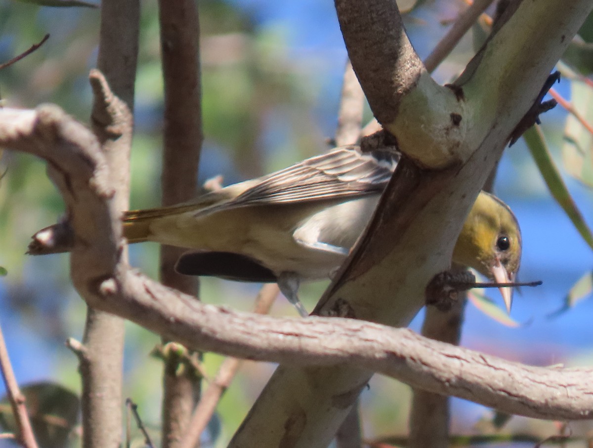 Bullock's Oriole - ML646252686