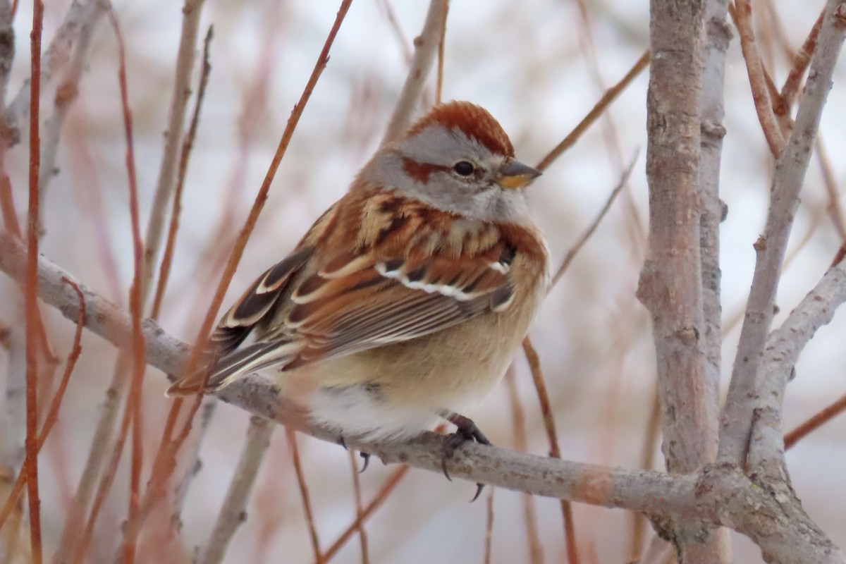 American Tree Sparrow - ML646252688
