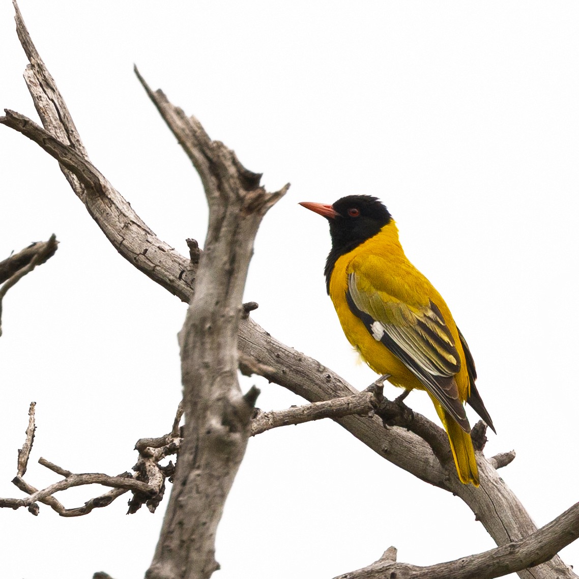 African Black-headed Oriole - ML646252689