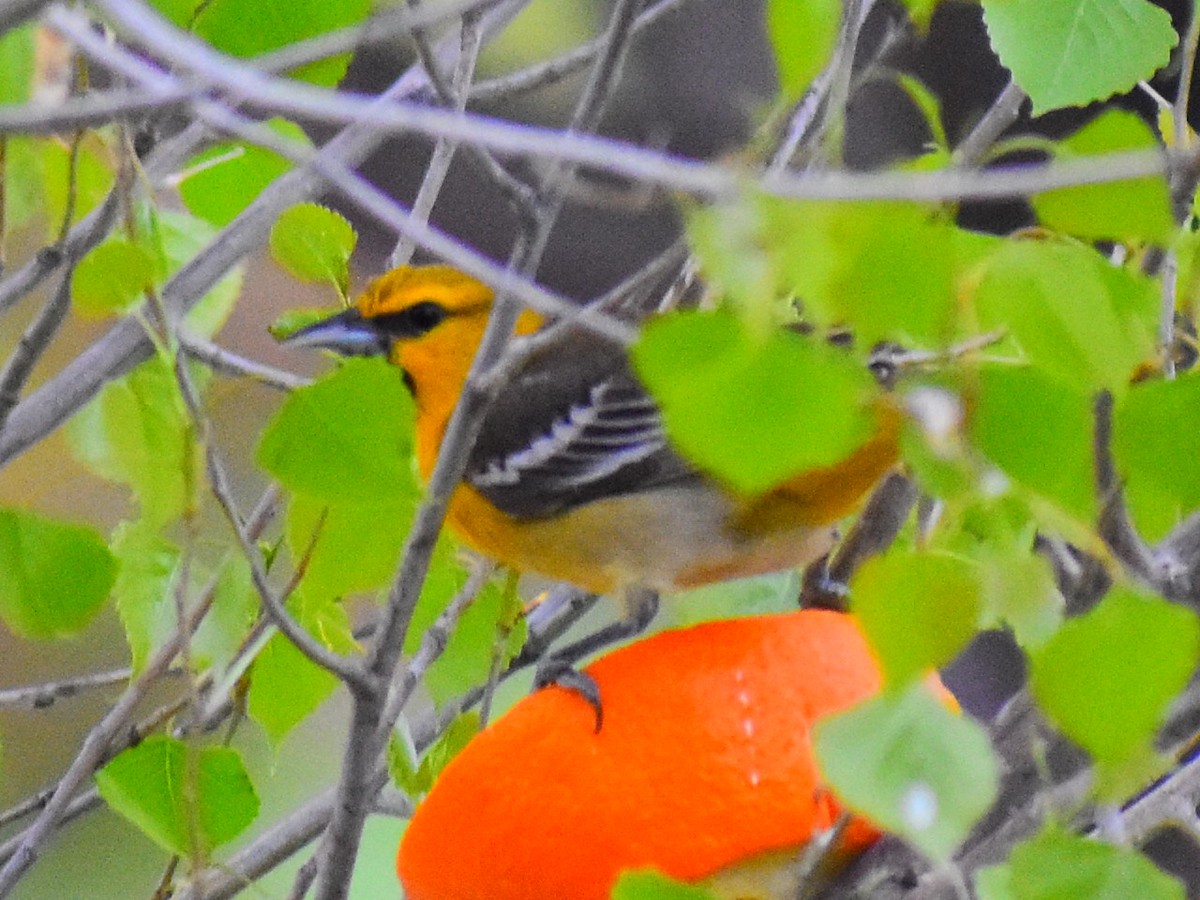 Bullock's Oriole - ML646252694