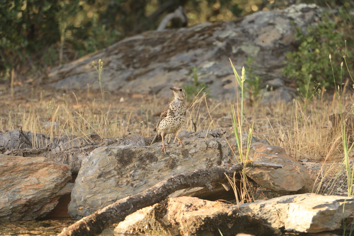 槲鶇 - ML646252708