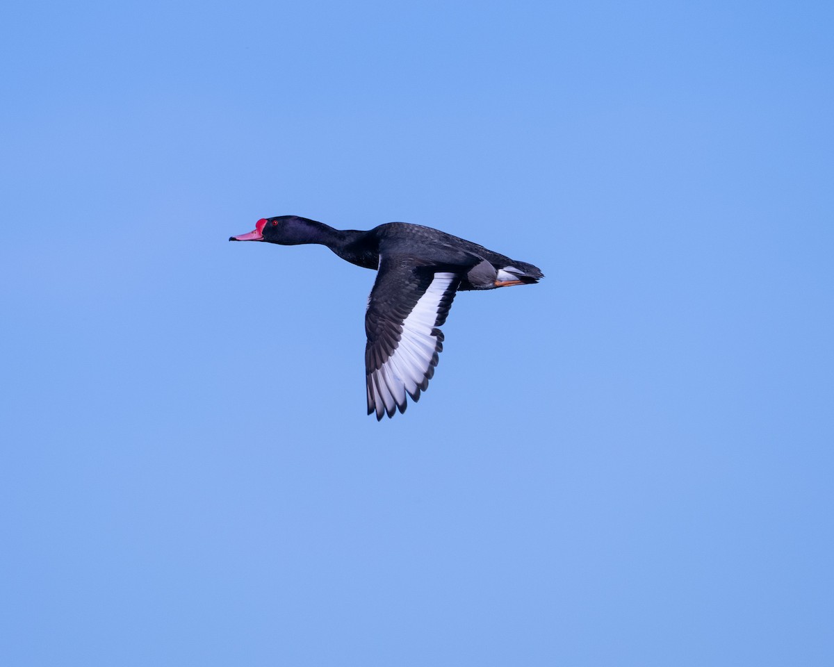 Rosy-billed Pochard - ML646252712