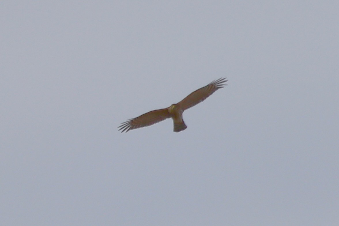 American Kestrel - ML646252714