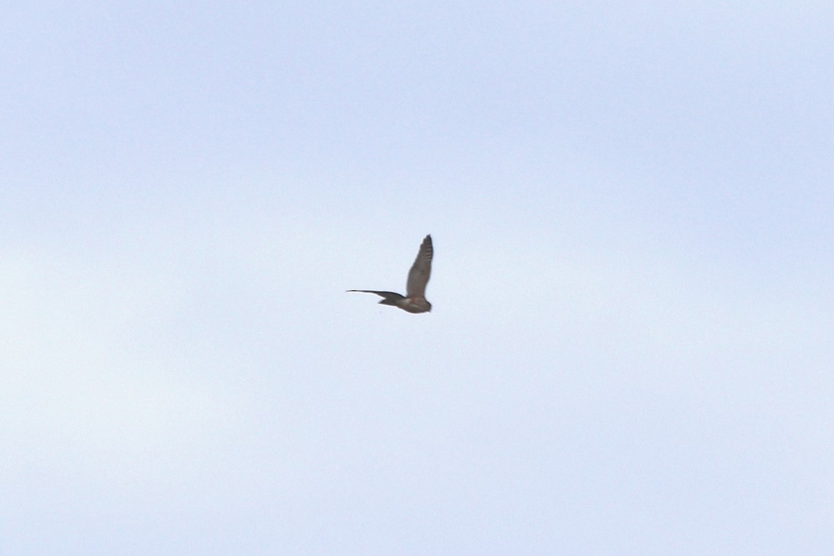 American Kestrel - ML646252715