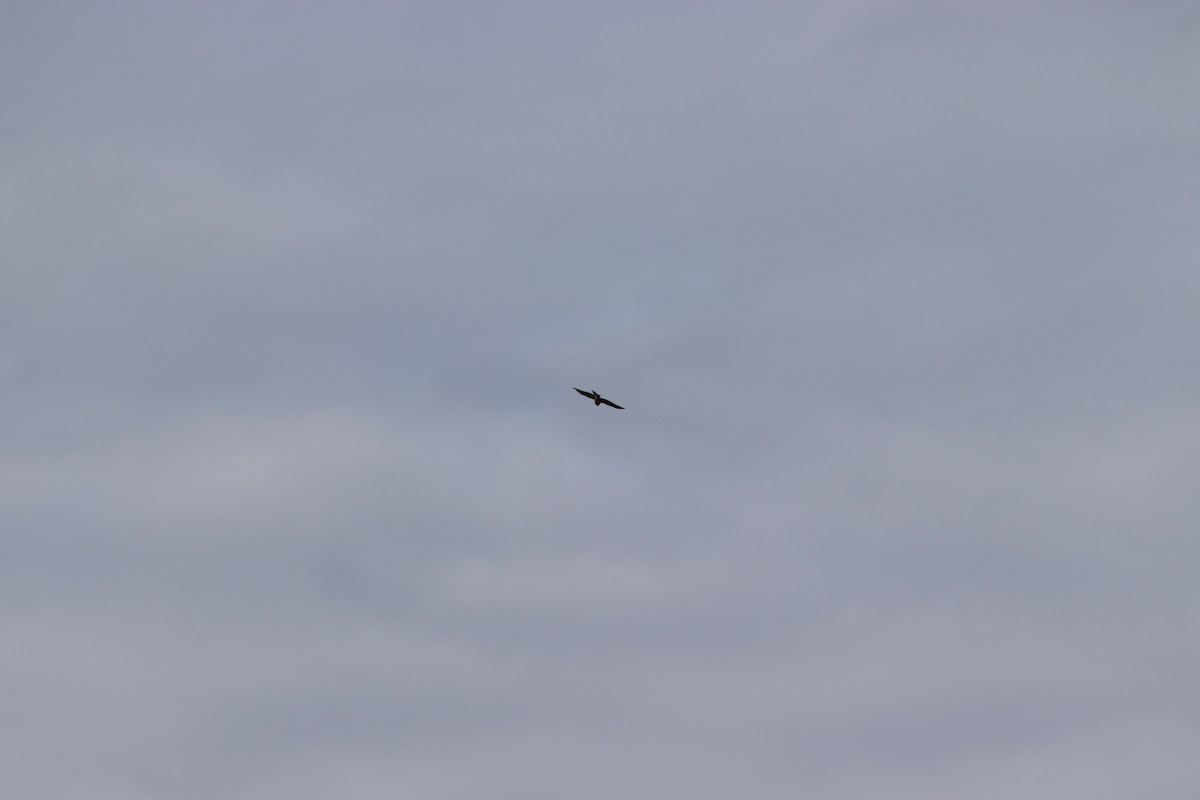 American Kestrel - ML646252717