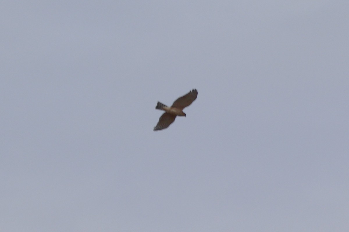 American Kestrel - ML646252719