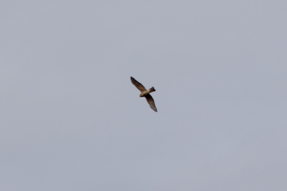 American Kestrel - ML646252721