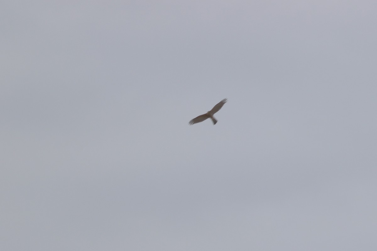 American Kestrel - ML646252722