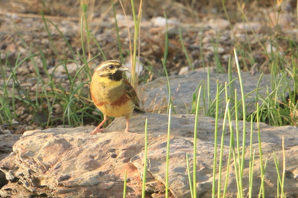 Emberiza sp. - ML646252723