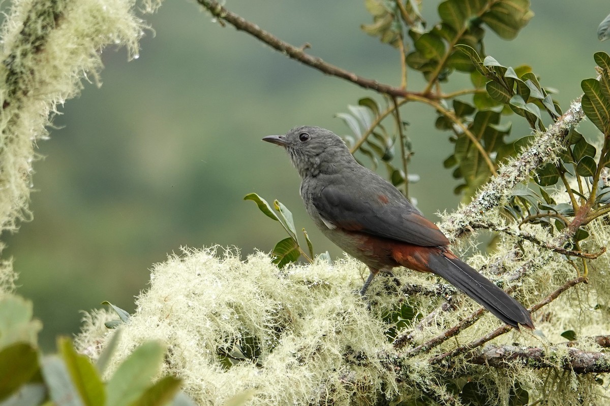 Scimitar-winged Piha - ML646252727