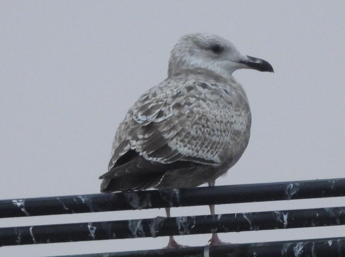 Kaioa sp. - ML646252728