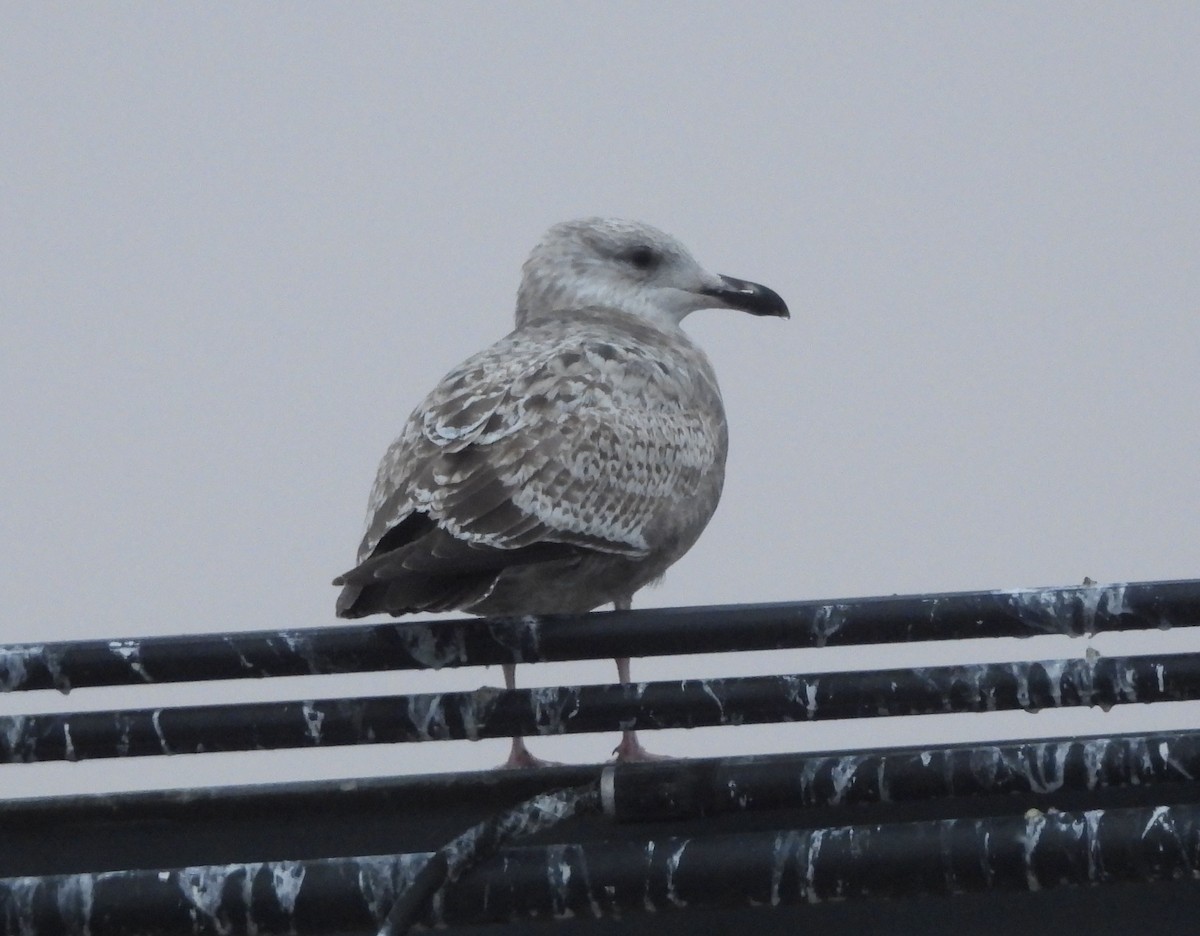 Kaioa sp. - ML646252729