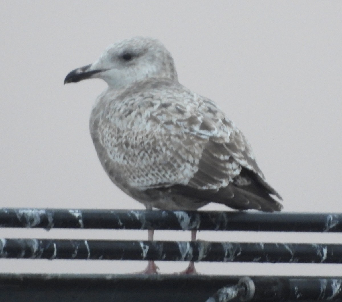 Kaioa sp. - ML646252730