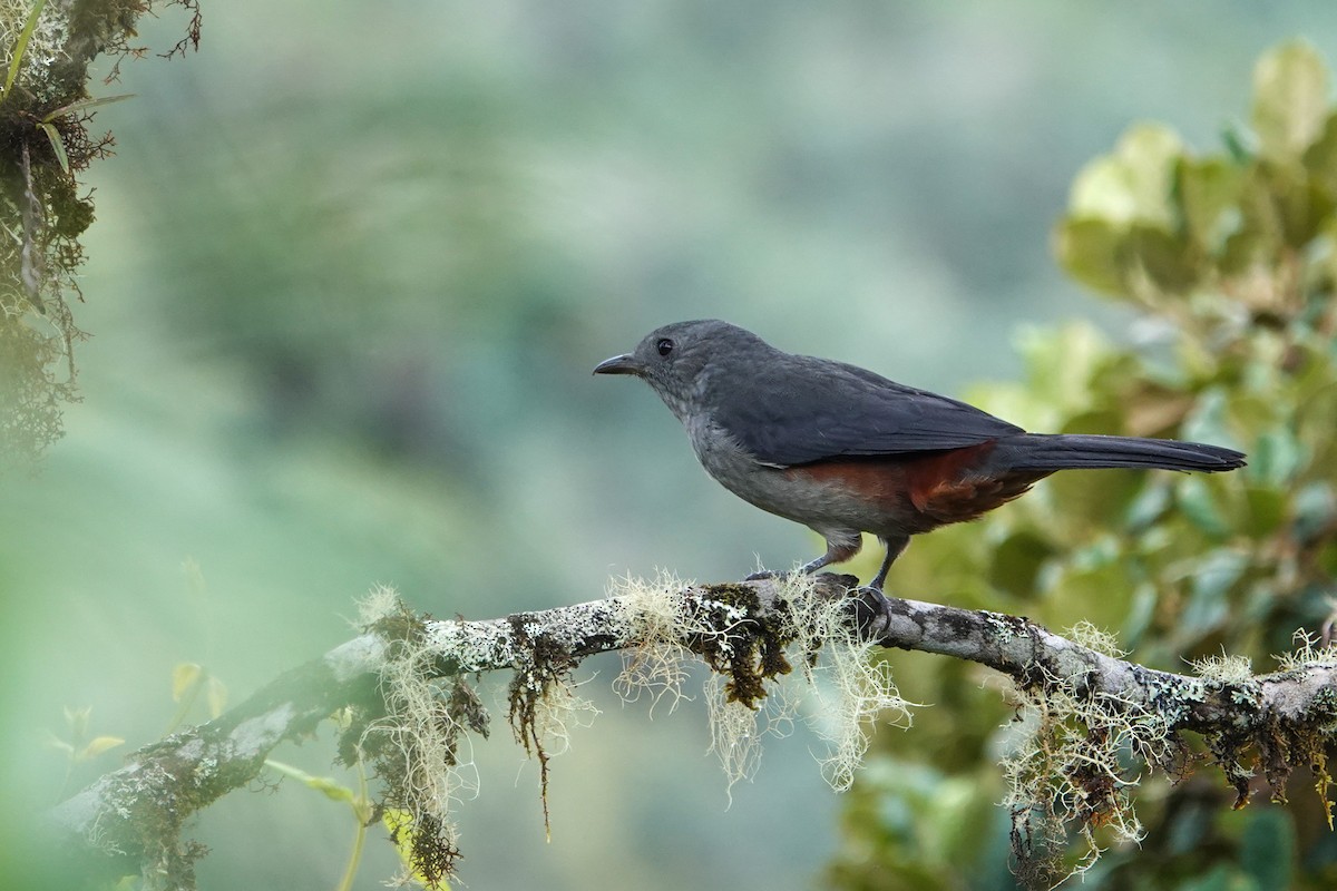 Scimitar-winged Piha - ML646252731