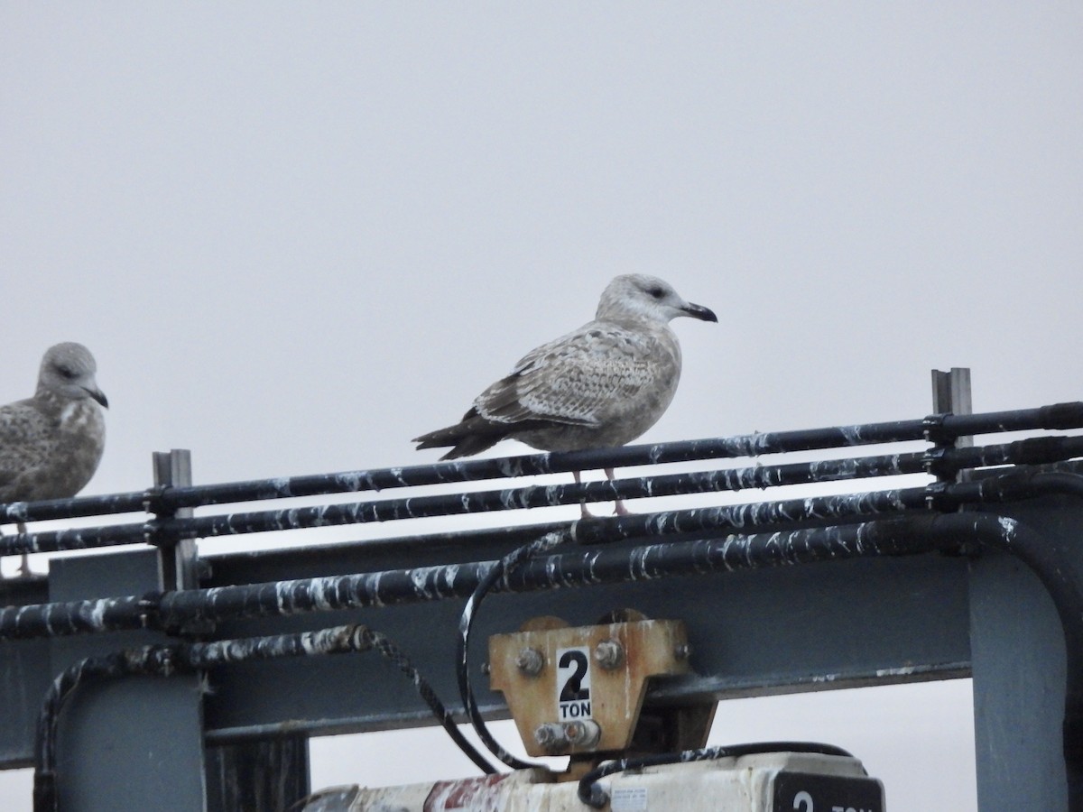 Kaioa sp. - ML646252732