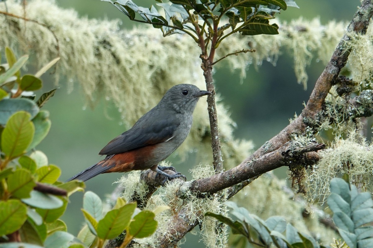 Scimitar-winged Piha - ML646252733
