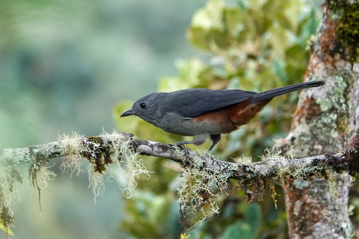 Scimitar-winged Piha - ML646252734