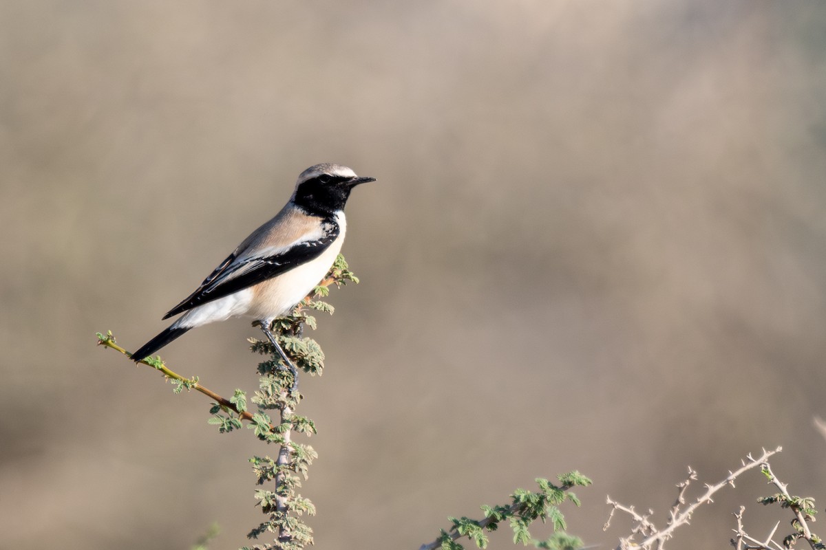 Desert Wheatear - ML646252736