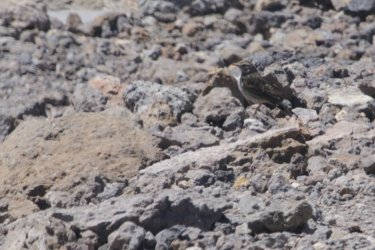 Berthelot's Pipit - ML646252741